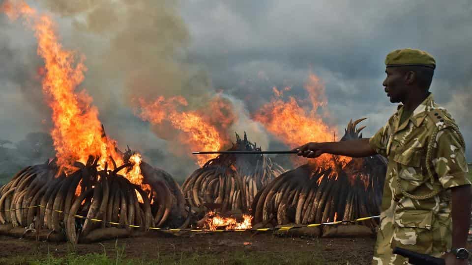 Kenya Fight Poaching
