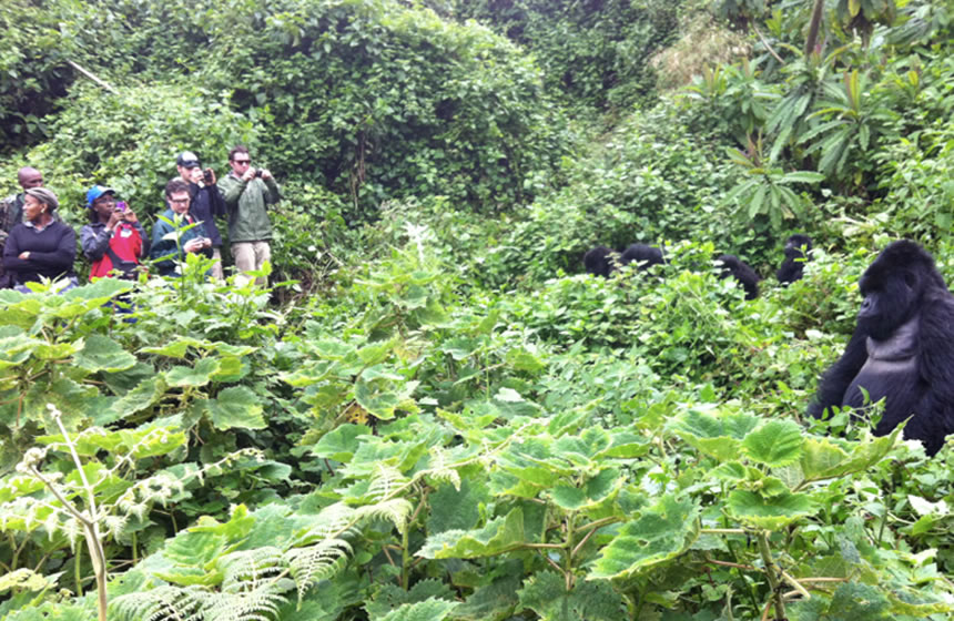 Gorilla Trekking in Rwanda Vs Congo