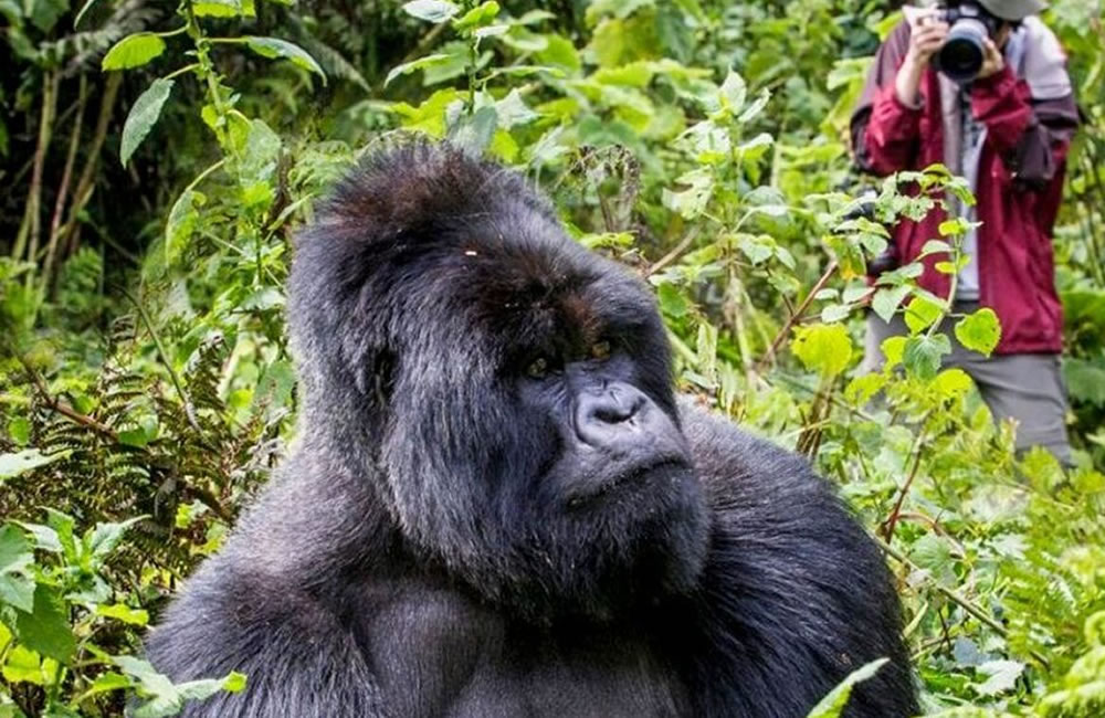 Going on a Gorilla Trekking Expedition in Africa