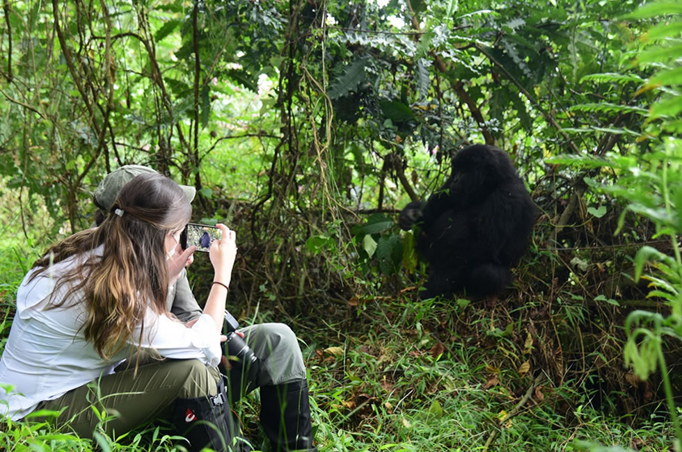 Is Uganda or Rwanda Better for Gorilla Trekking?